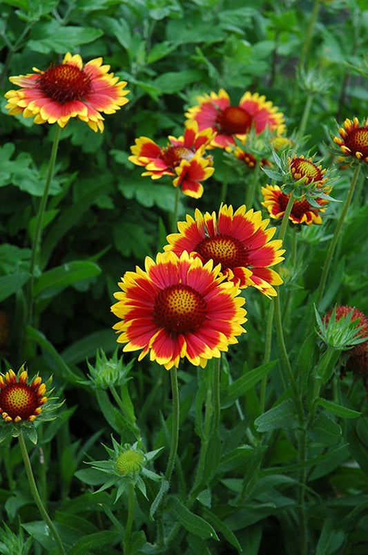 Gaillardia / Gaillardia Aristata (Hybrid Seeds)