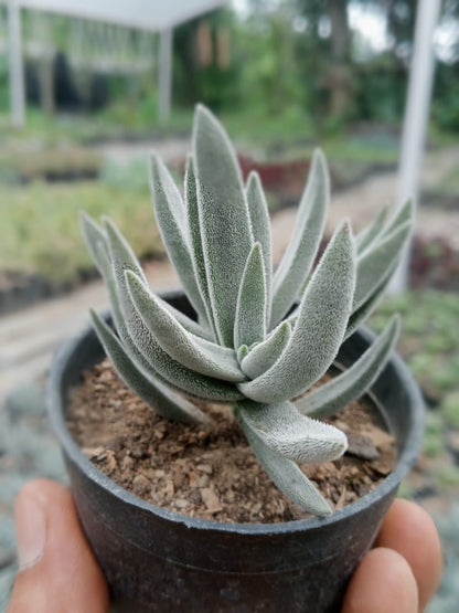 Crassula Mesembryanthemoides (Bare Rooted)