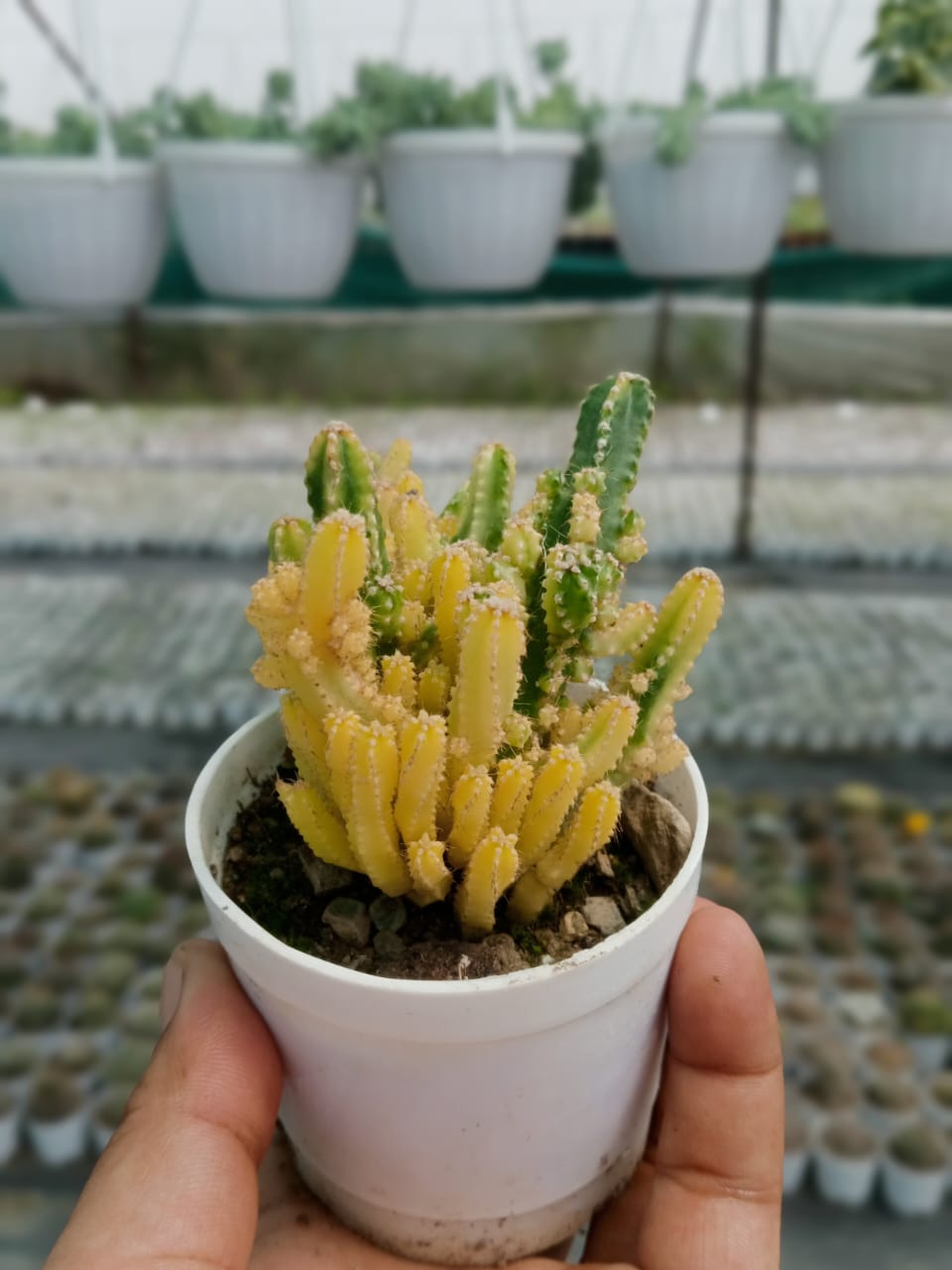 Variegated Fairy Castle Cactus (Kumaun Plants)