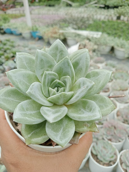 Echeveria Champion (Bare Rooted)