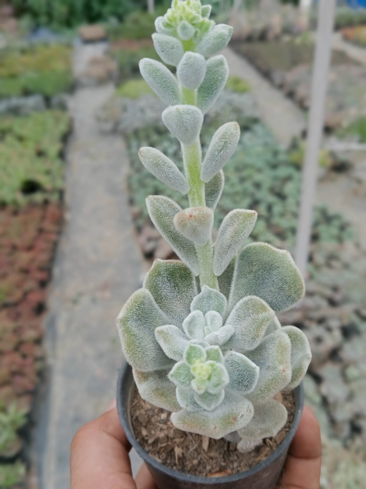 Echeveria Green Velvet  (Bare Rooted)