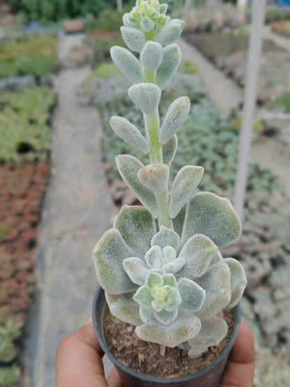 Echeveria Green Velvet  (Bare Rooted)