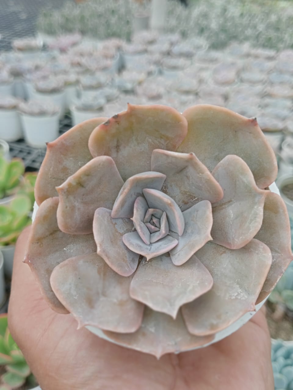 Echeveria Pollux (Bare Rooted)