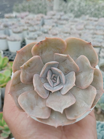 Echeveria Pollux (Bare Rooted)