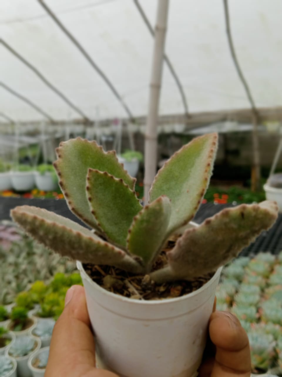 Kalanchoe Beharensis (Bare Rooted)