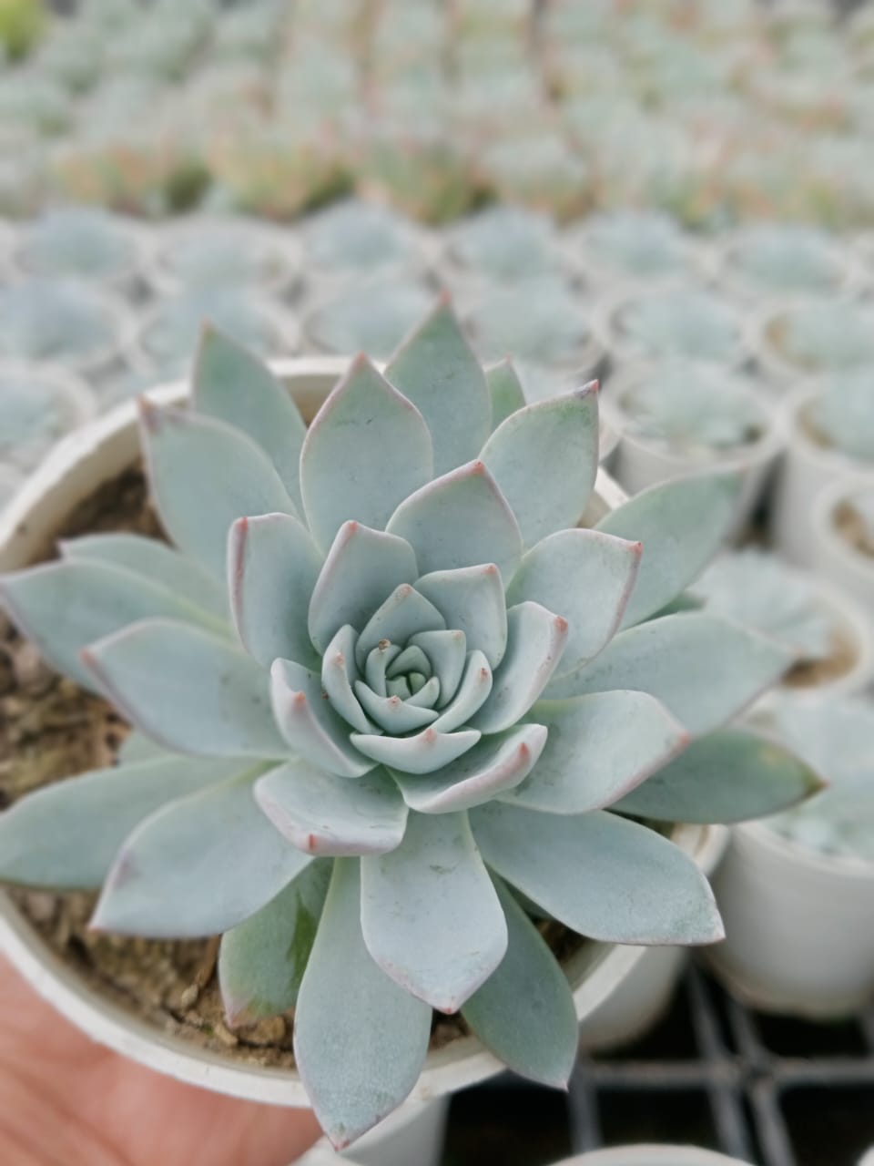 Echeveria Peacockii - Blue Bird (Bare Rooted)