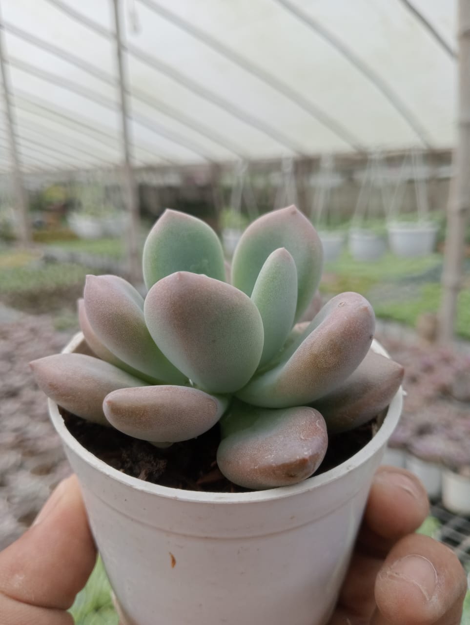 Graptopetalum Amethystinum (Bare Rooted)