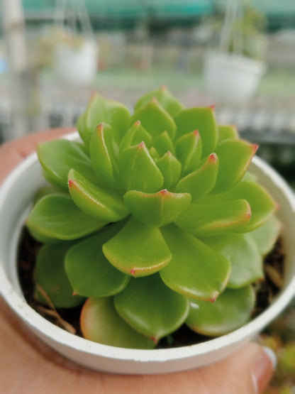 Sedeveria Letizia (Bare Rooted)