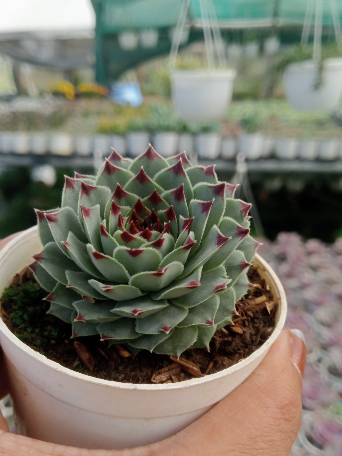 Sempervivum Tectorum (Bare Rooted)