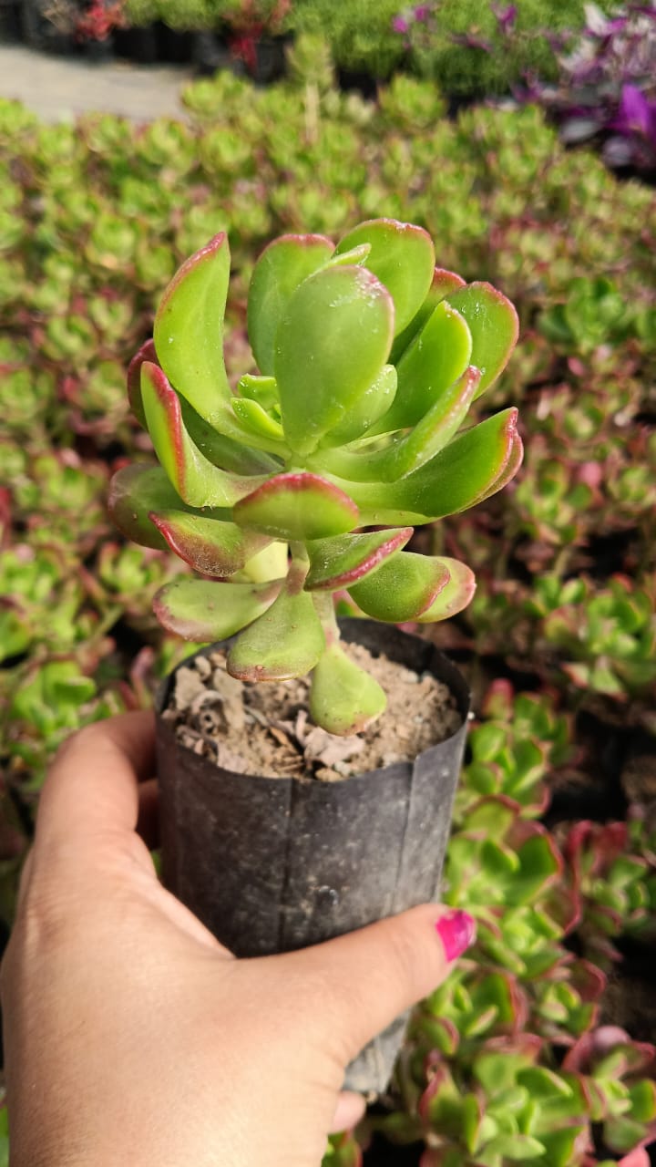 Frill Jade (Bare Rooted)