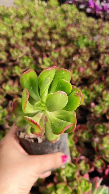 Frill Jade (Bare Rooted)