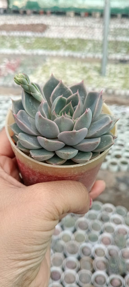 Echeveria Brown (With Soil, Plant & Pot)