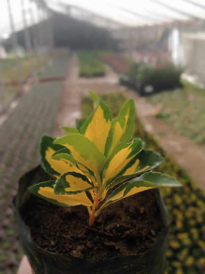 Croton Codiaeum Variegatum  (Bare Rooted)