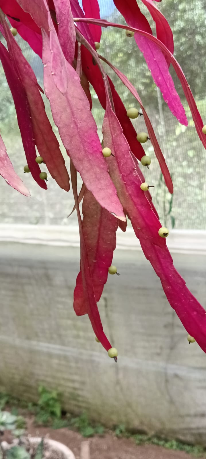 Kimnachia Ramulosa (Bare Rooted)
