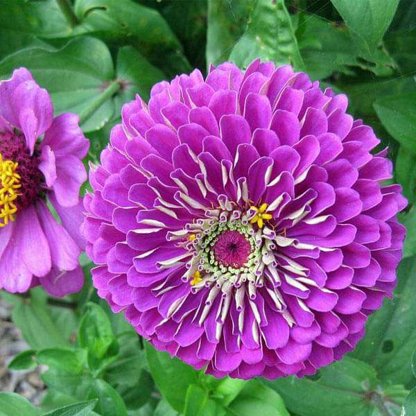 Zinnia Purple - Open Pollinated (Pack of 25-30 Seeds)