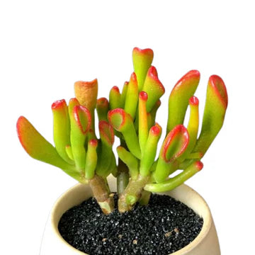 Variegated Crassula Ovata Gollum Yellow (With Soil, Plant & Pot)