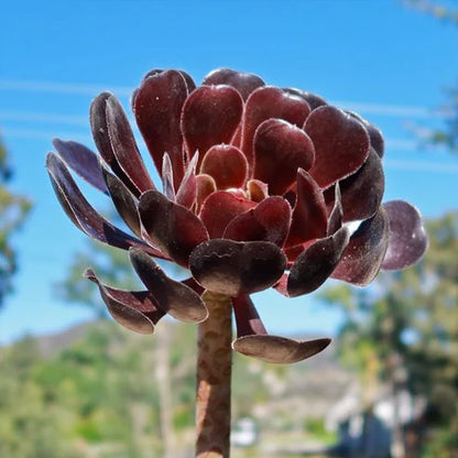 BLACK AEONIUM (With Soil, Plant & Pot)