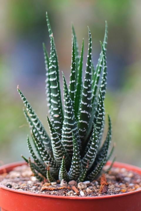 Haworthia Zebra Long (With Soil, Plant & Pot)