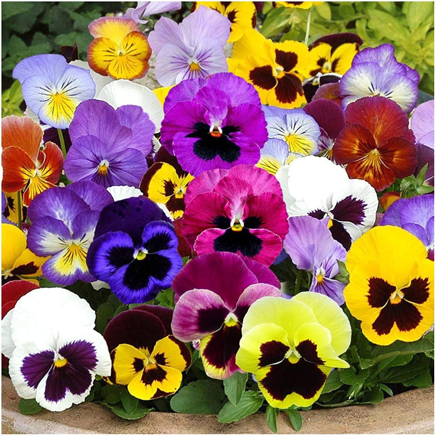 Pansy Mixed - F3 Hybrid (70-80 Seeds)