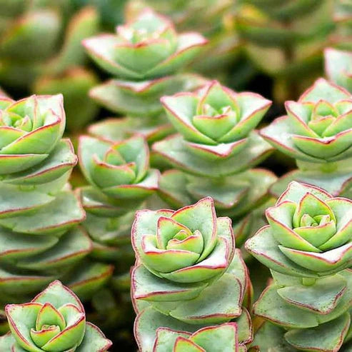 Crassula Perforata (With Soil, Plant & Pot)