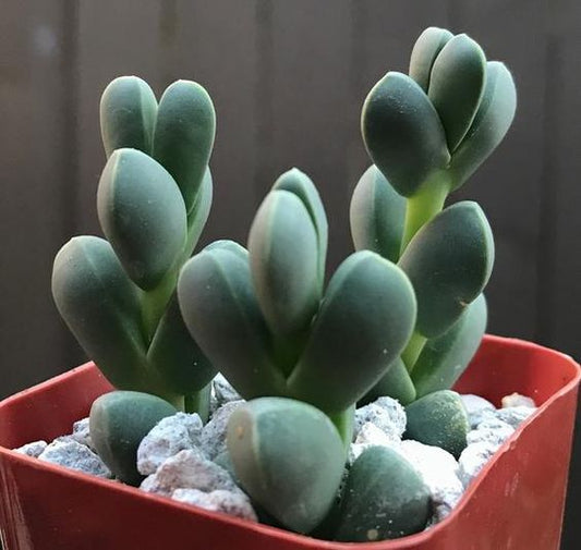 Corpuscularia Lehmannii (Bare Rooted)
