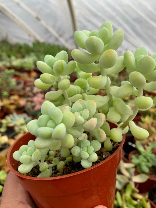 Sedum Treleasei (With Soil, Plant & Pot)