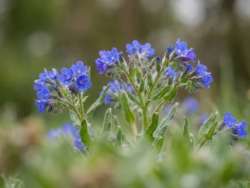 Anchusa (Hybrid Seeds)