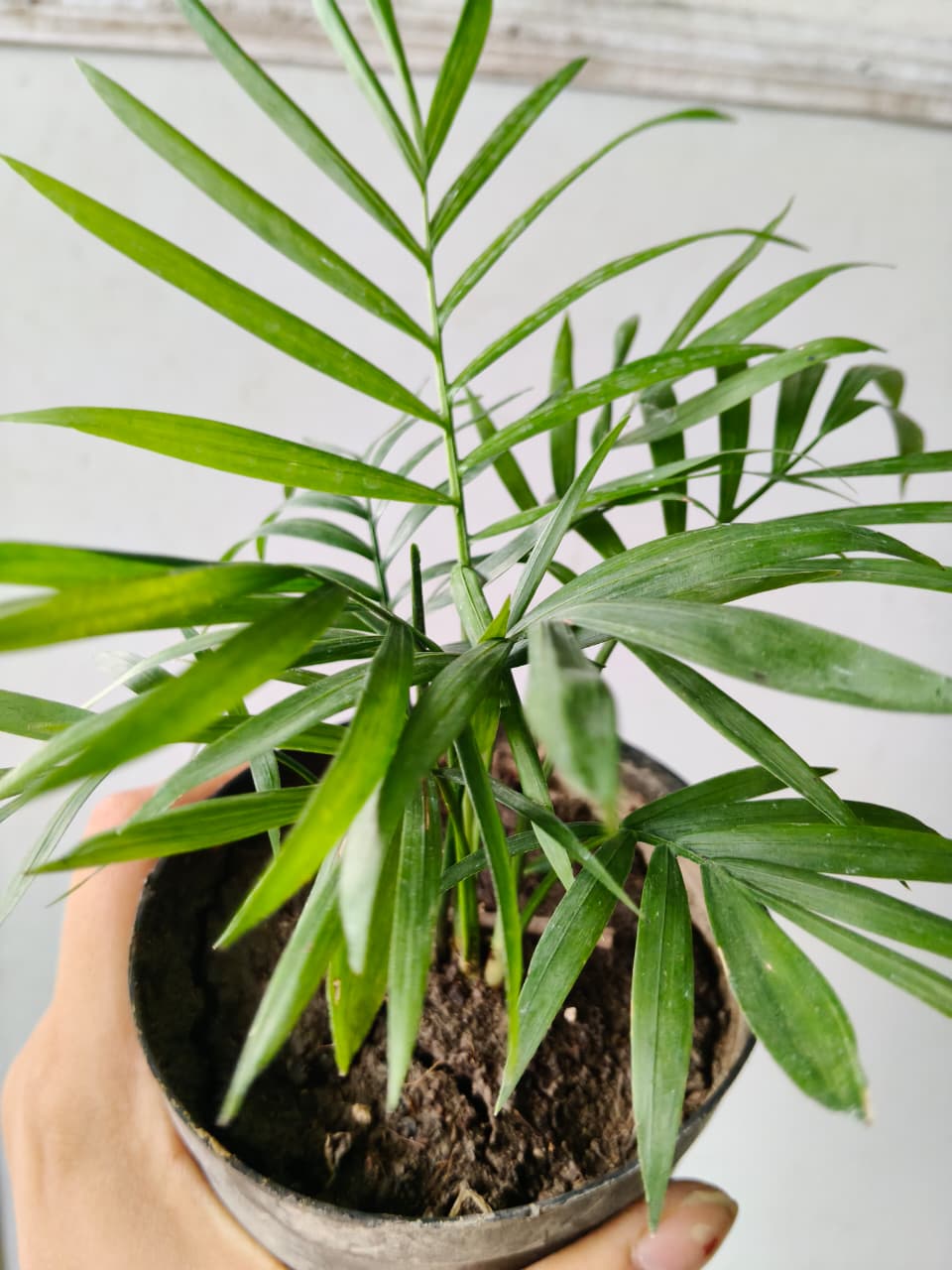 Areca Palm (Bare Rooted)