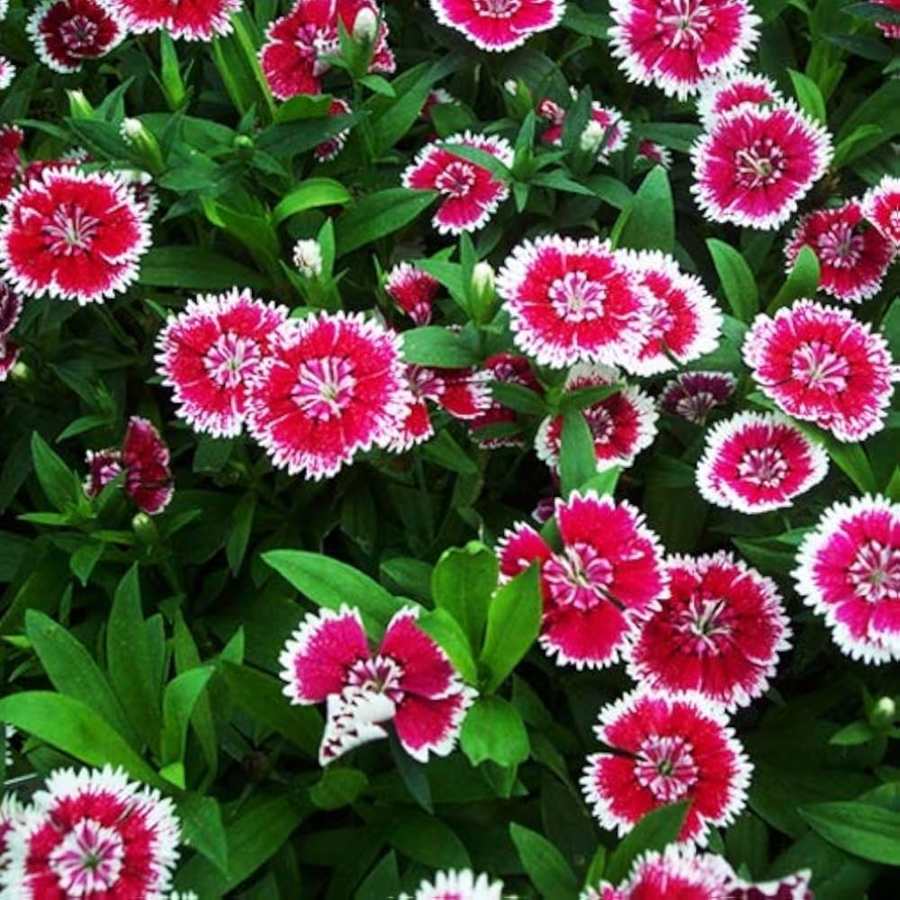 Dianthus Baby Doll (Hybrid Seeds)