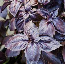 Buy Basil - Purple Herb Seeds Online (Pack of 50 Seeds)