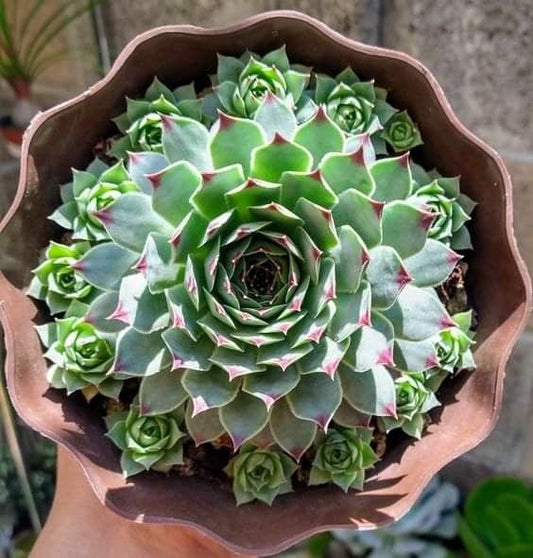 Sempervivum Tectorum With Pubs (With Soil, Plant & Pot)