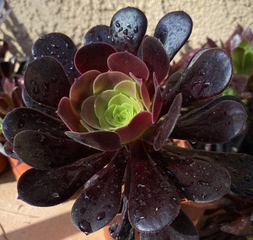 BLACK AEONIUM (With Soil, Plant & Pot)