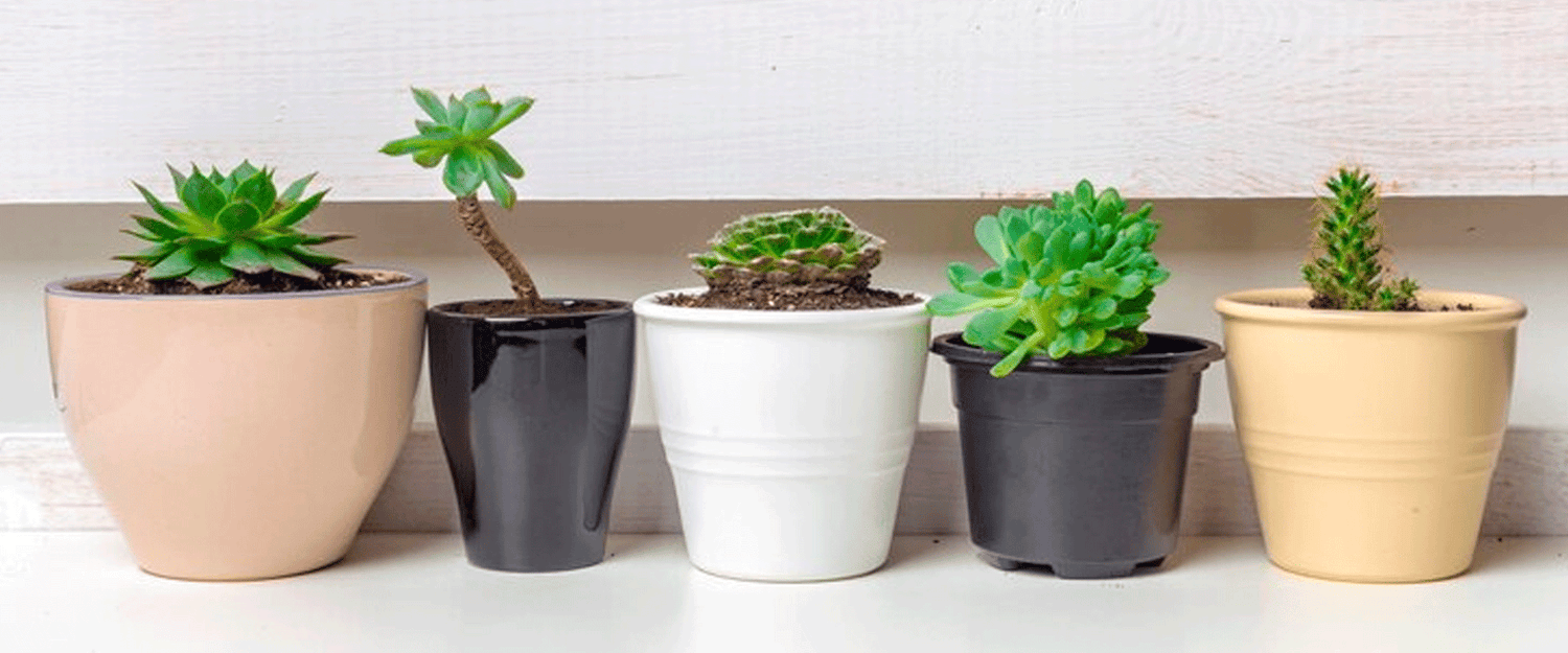 Buy Succulent Plant Online - Bare Rooted – Kumaunplants