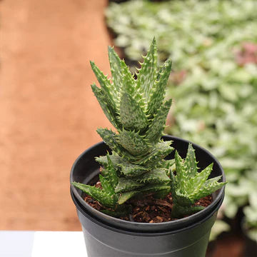 Tiger Tooth Aloe (With Soil, Plant & Pot)