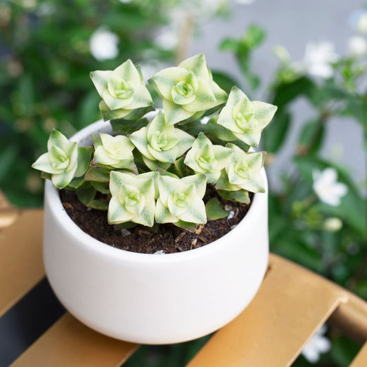 Variegated String of Buttons (Bare Rooted)