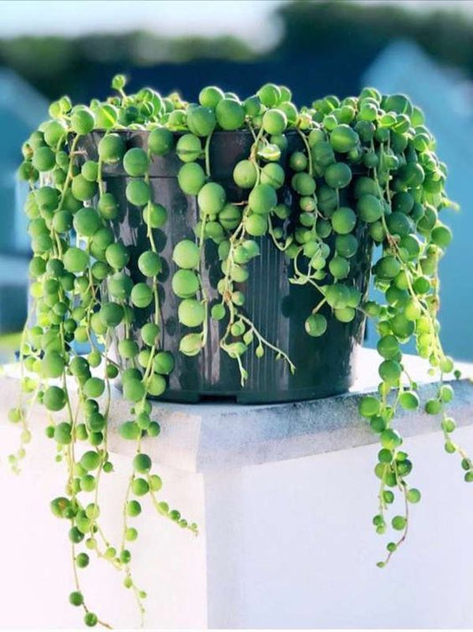 String of Pearls (With Soil, Plant & Pot)