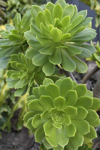 Aeonium Green (Bare Rooted)