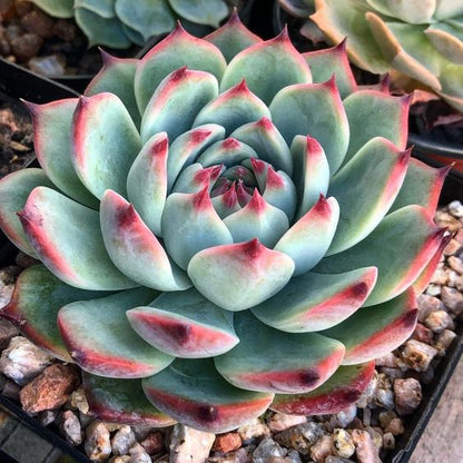 Echeveria Pink Border (Bare Rooted)