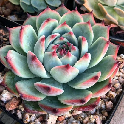 Echeveria Pink Border (With Soil, Plant & Pot)