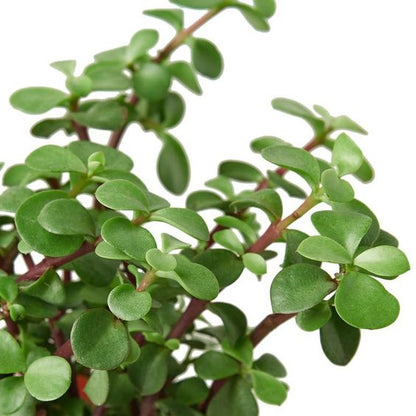 Green Elephant Bush (With Soil, Plant & Pot)