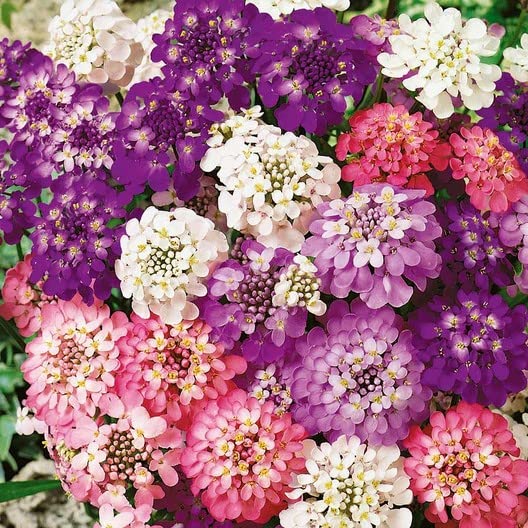 Candytuft Mixed - Open Pollinated (40 Seeds)
