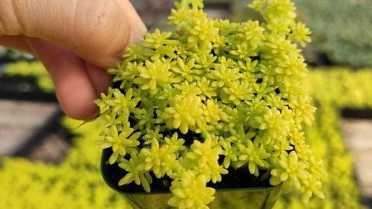 Sedum Angelina (With Soil, Plant & Pot)