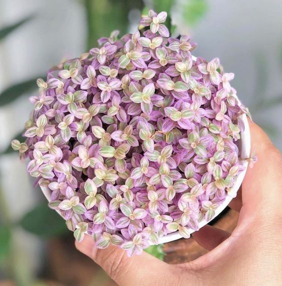 Purple Callisia Repens Turle (Bare Rooted)