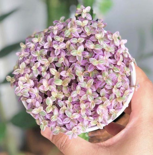 Purple Callisia Repens Turle (Bare Rooted)