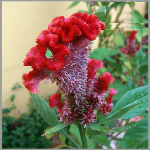 Celosia (Hybrid Seeds)