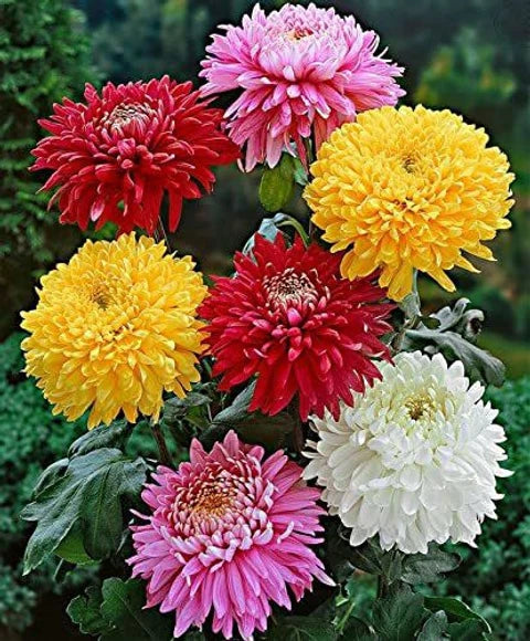 Chrysanthemum (Hybrid Seeds)