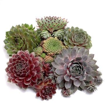 Sempervivum Combo (With Soil, Plant & Pot)