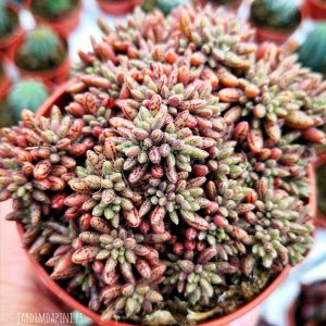 Crassula Humbert (Bare Rooted)