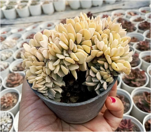 Echeveria Crested (With Soil, Plant & Pot