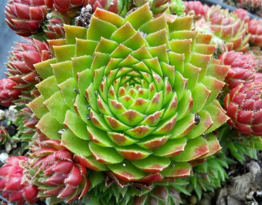 Pink Sempervivum with Chicks (Bare Rooted)